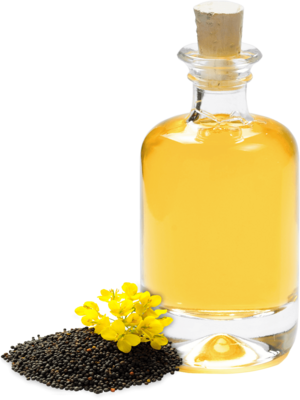 Organic rapeseed oil cold pressed